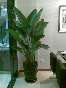 天堂鳥養(yǎng)多久才能見到它開花？不開花是什么原因？