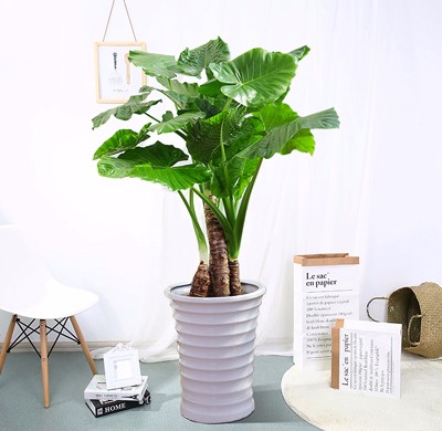 北京綠植租擺公司養護植物施肥的用量