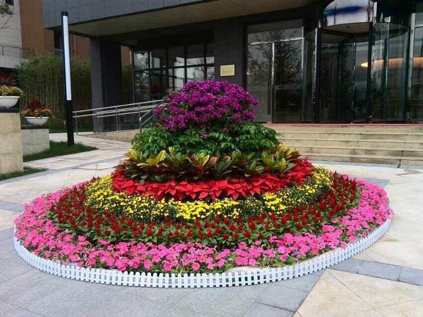 北京花卉租擺公司仙客來冬天怎么養護