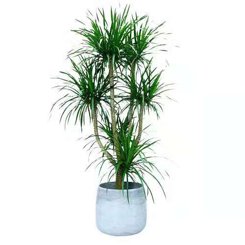 北京綠植租擺公司龍血樹的養護方法