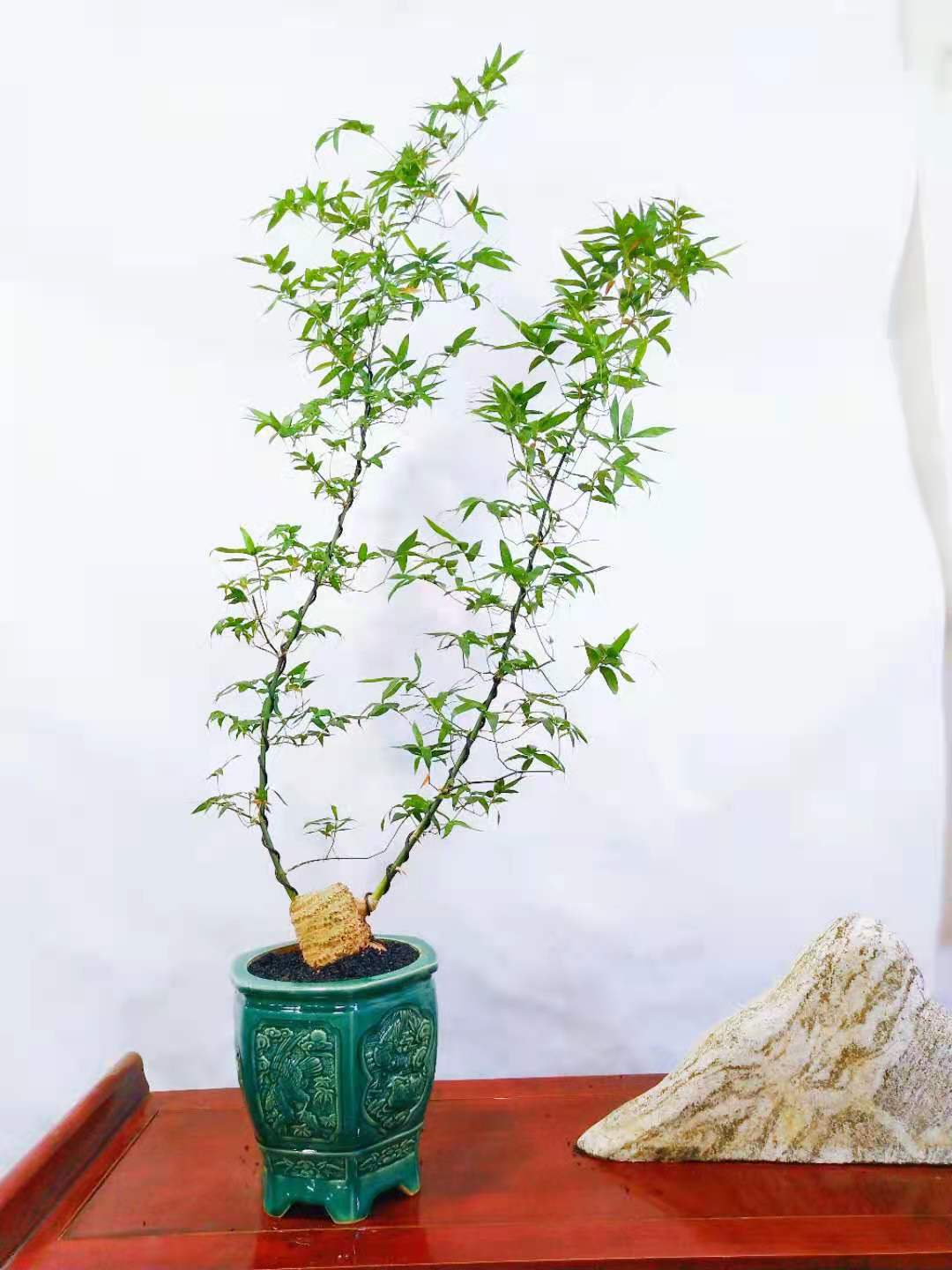 綠植租擺養護知識-簕竹