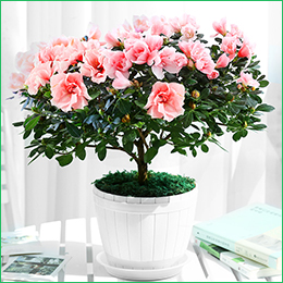 北京花卉公司繡球花夏天怎么養，需要注意什么呢？