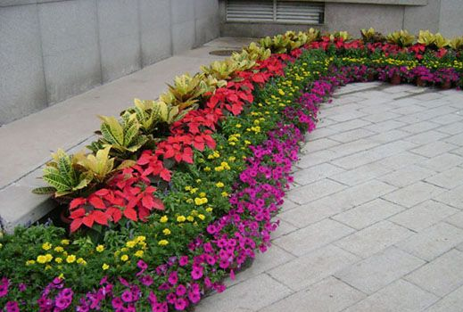 火鶴的養護方法