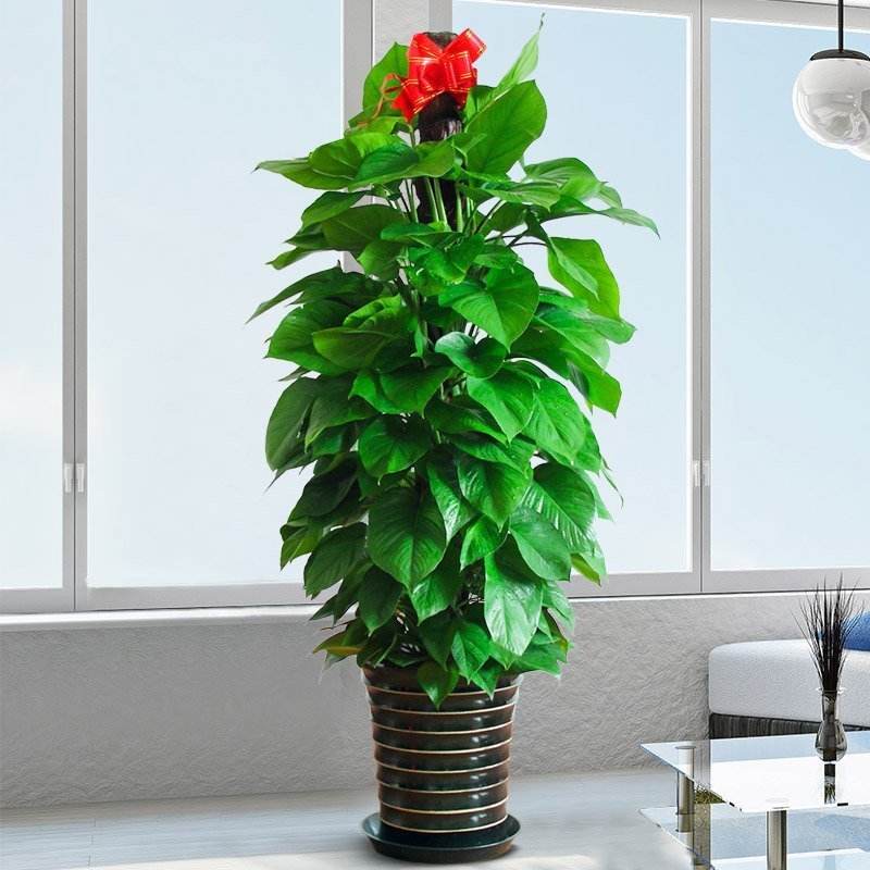 北京綠植花卉養護：夏天植物怎樣澆水
