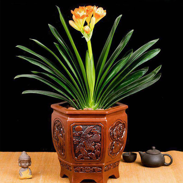 辦公室綠植養護知識-蘭花