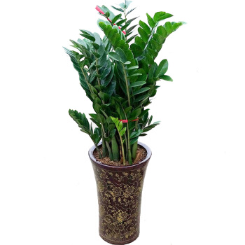 北京辦公室綠植花卉租賃-金錢樹的養護方法