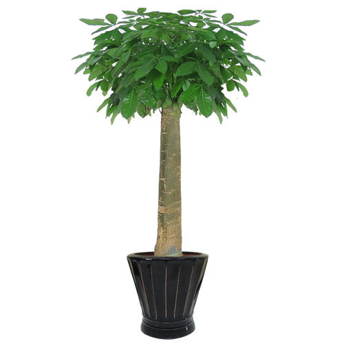 發財樹綠植租擺公司