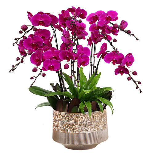 種植花卉盆栽無盡夏的養護經驗