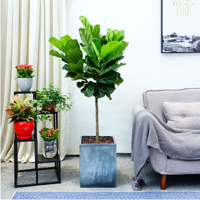 北京花卉租擺公司，北京花卉租賃公司，北京辦公室租花公司