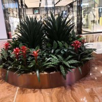 北京綠植養護要點