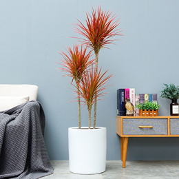 網紅植物千年木