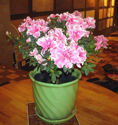 北京花卉租擺公司杜鵑花的養護知識