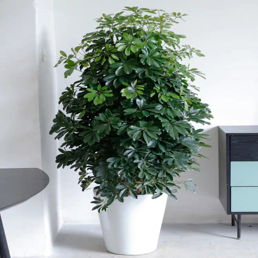 北京綠植租擺公司鵝掌柴的養護方法