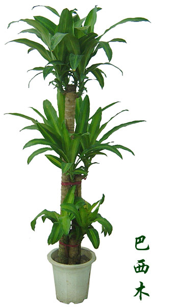 北京綠植租擺公司巴西木的養護方法