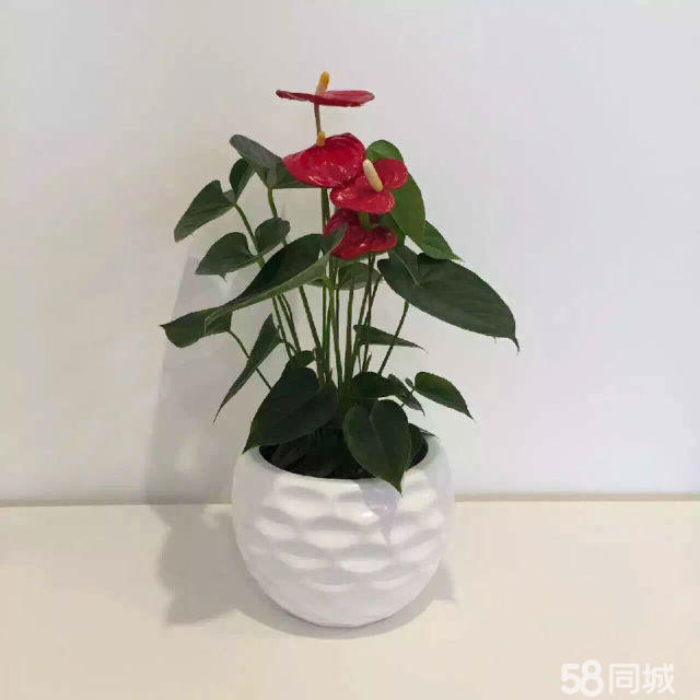 長壽花生蟲不要急，學會這4點，輕松解決