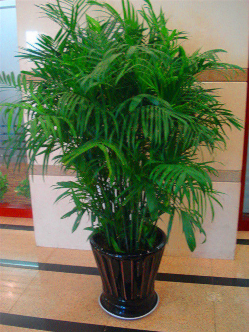 北京花卉租賃公司：花卉營養液使用方法