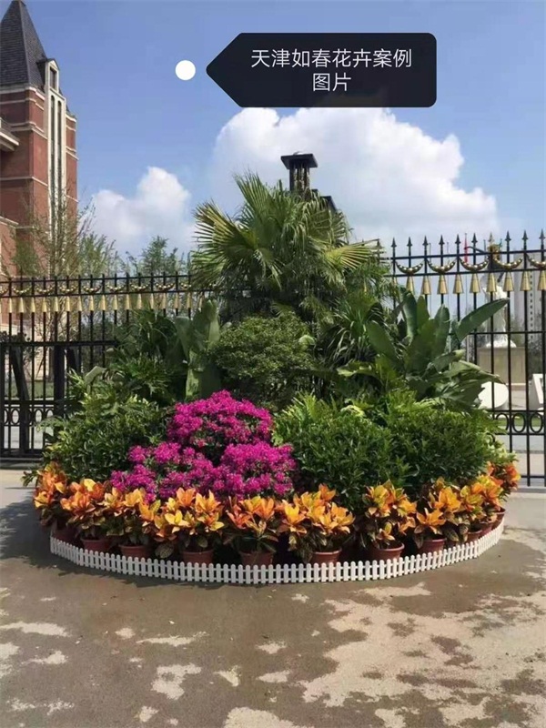 北京綠植租擺公司茶花的養護方法