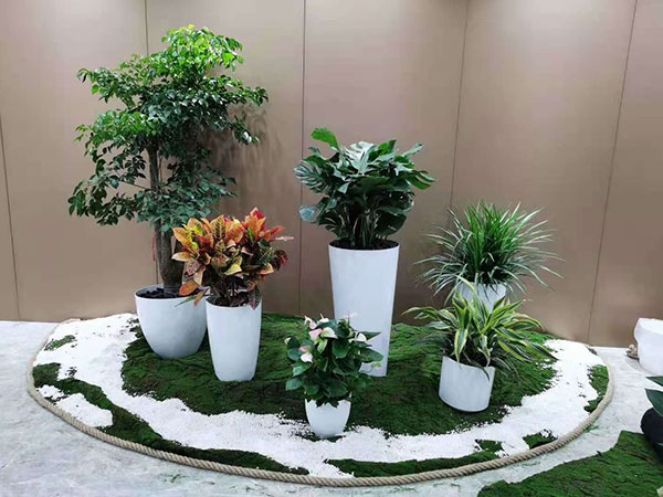 海淀區花卉租擺公司綠植租賃公司植物出租公司