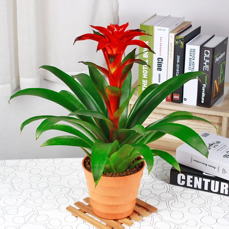 鴻運當頭的養護知識