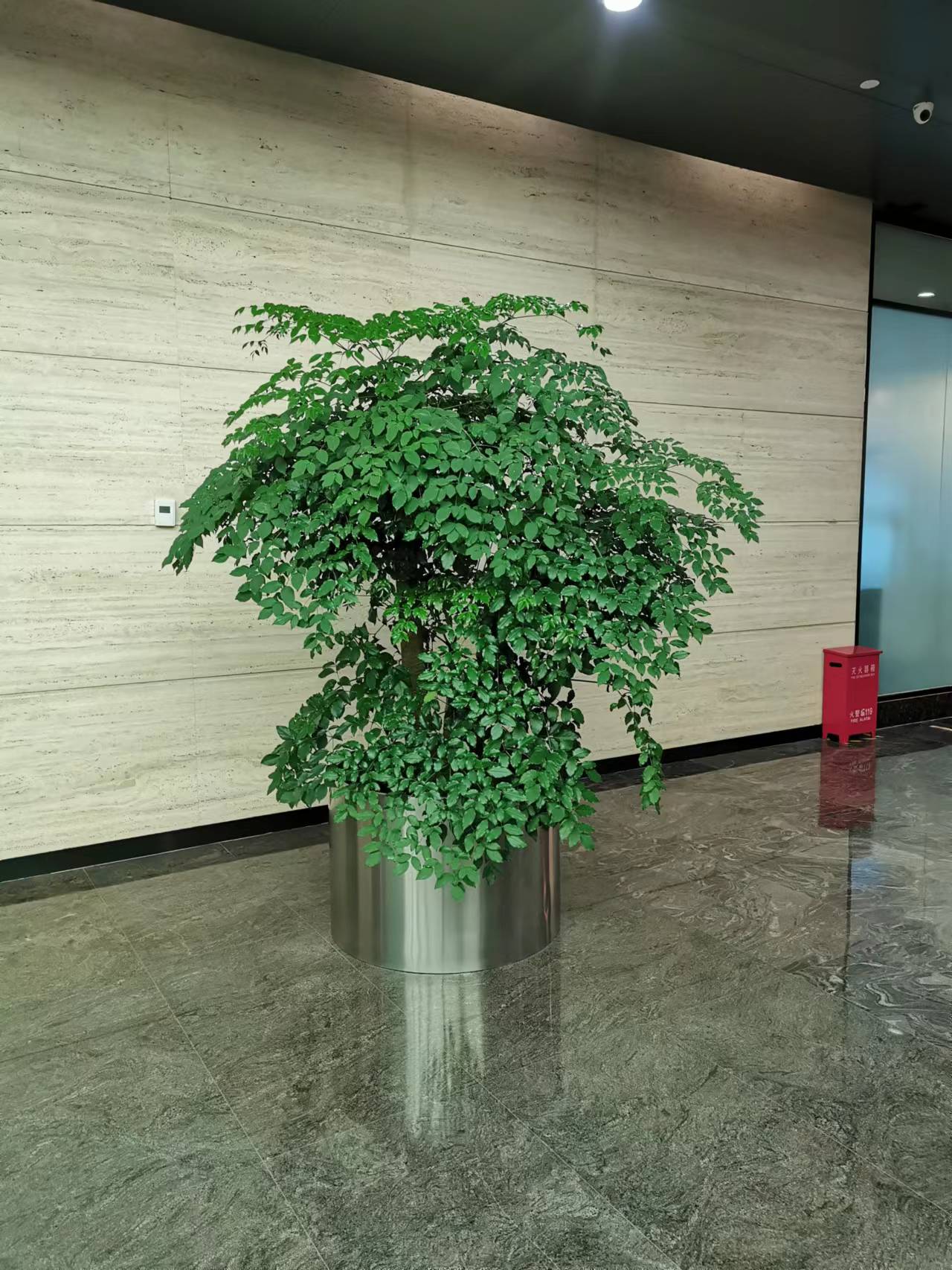 海棠花冬天怎么養護？哪個時候要移到室內養