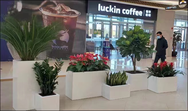 朱頂紅冬天要怎么養護？