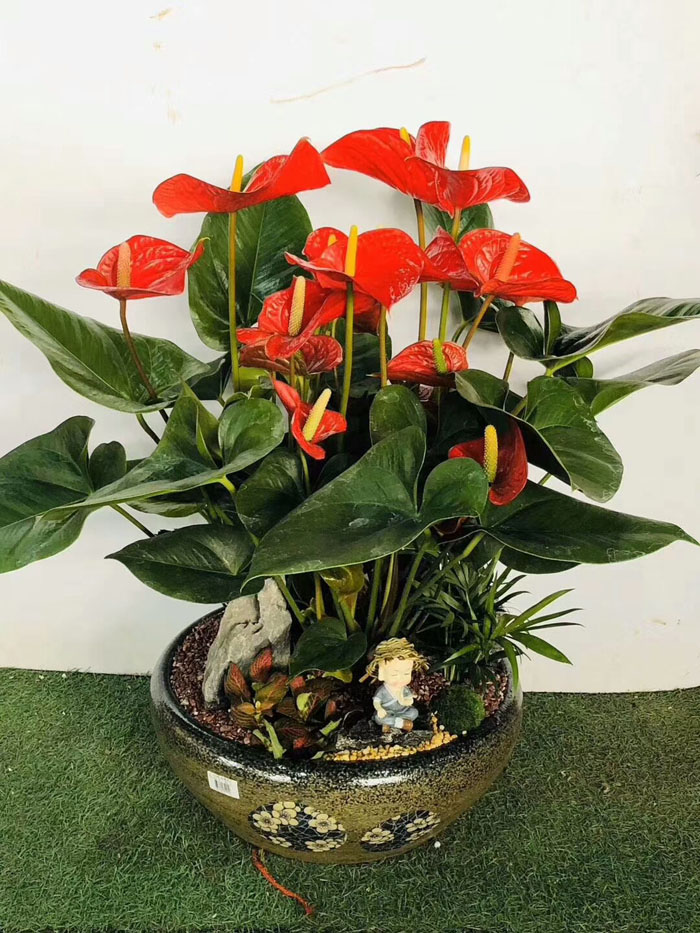 ?紅掌花干枯是怎么回事？