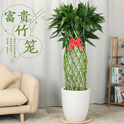 豐臺區綠植租擺公司西城區綠植租擺銷售