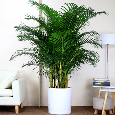 綠植租賃公司哪家好？如何選擇綠植租賃公司？