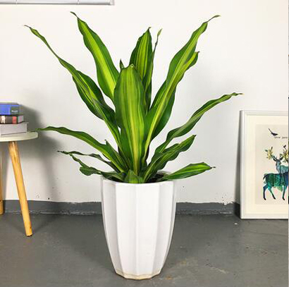 辦公室綠植租賃平臺(tái)如何選擇呢？有哪些注意事項(xiàng)呢？