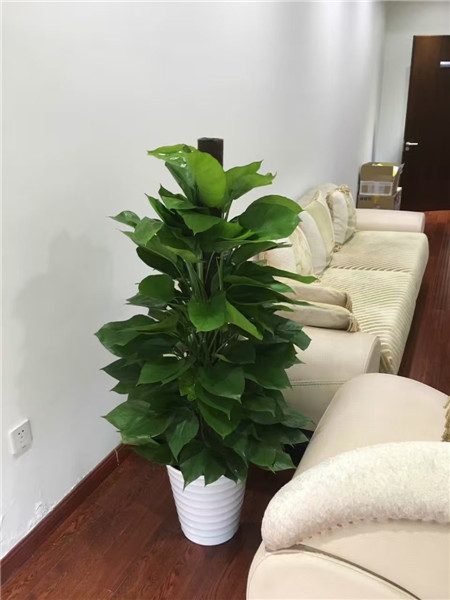 北京綠植租擺公司大綠蘿的養護知識