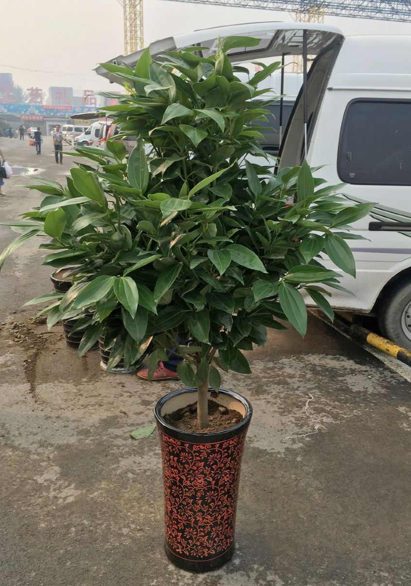 梔子花的養護方法