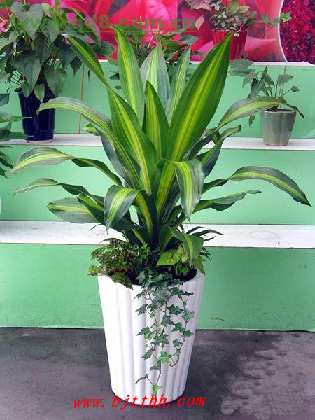 北京綠植租擺公司也門鐵和巴西鐵的區別