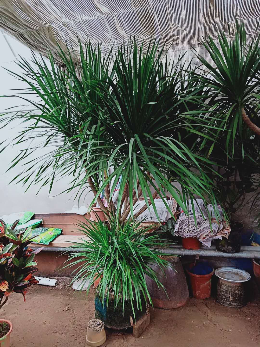 北京海淀區綠植花卉租擺公司  朝陽區花卉植物租擺公司