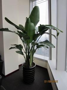 北京豐臺區綠植租擺公司