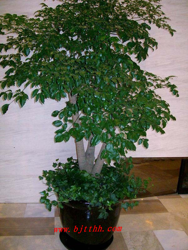 西城區辦公室綠植租擺公司