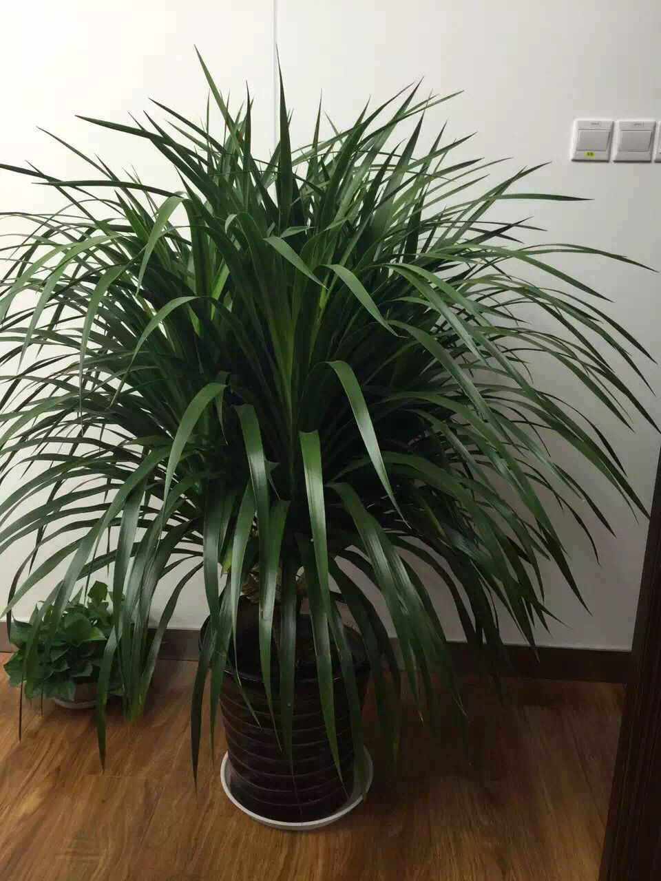 東城區綠植租擺公司