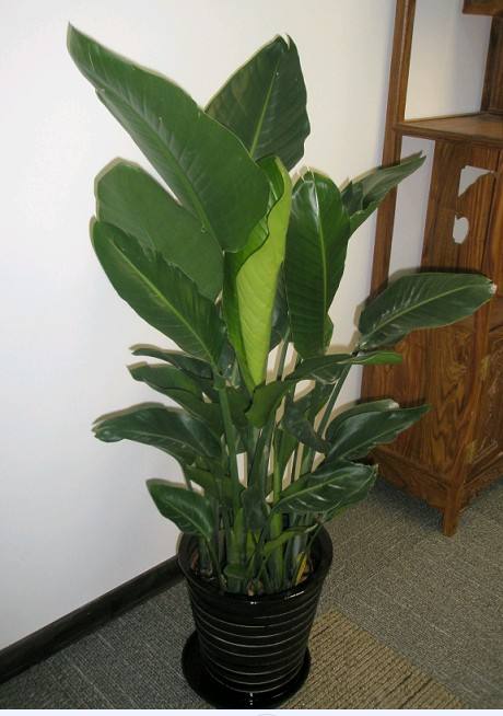 木香植物的養護方法