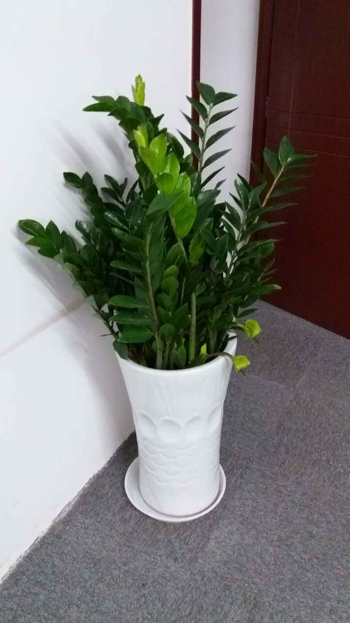 北京冬季綠植花卉怎樣養護