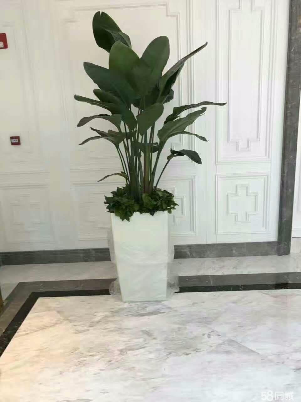 北京綠植租擺公司養護植物四季鮮綠