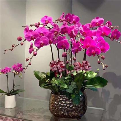 超耐寒的北美冬青要怎么養護呢？