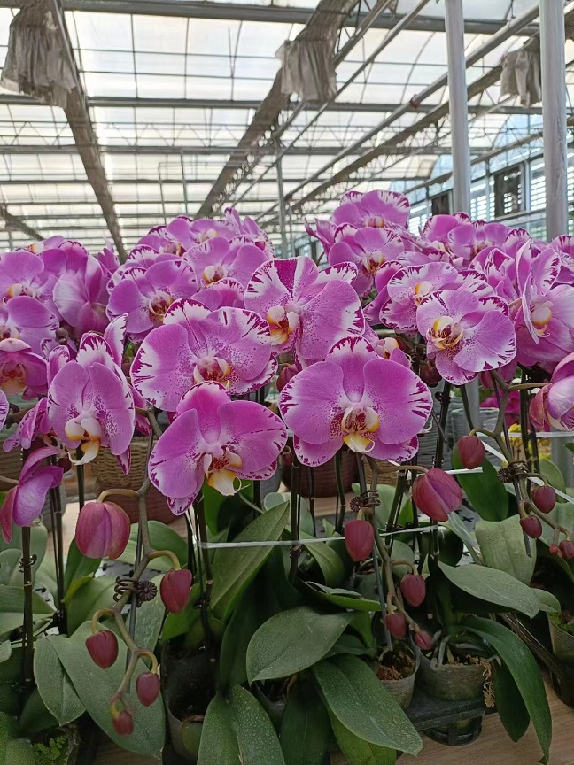 北京花卉仙客來(lái)冬天要怎么澆水，有哪些要注意的澆水方法？