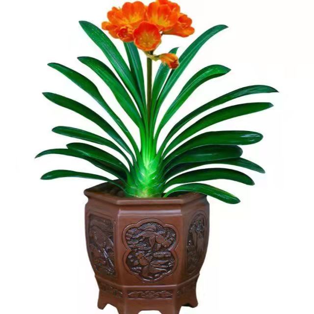 春天花卉開(kāi)花植物，要做好哪些工作？