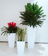 如何養護葉子植物 觀葉植物的養護要點措施