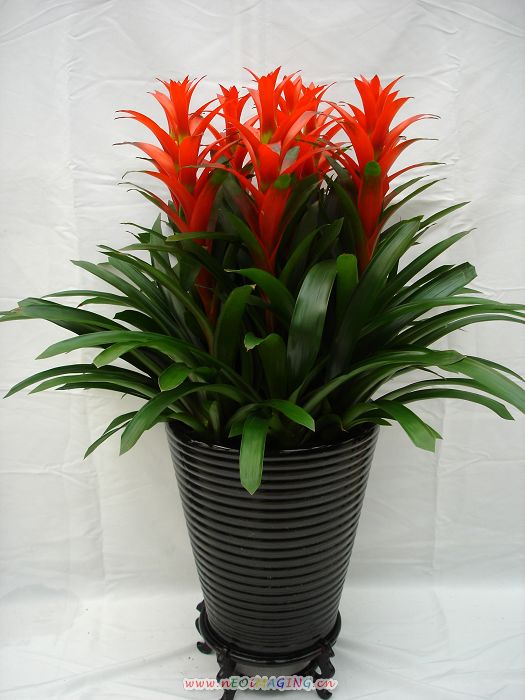 瑪格麗特花要怎么養護？有哪些養護方法？