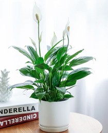 怎樣把綠植花卉養護好