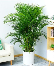 北京植物租擺西城區綠植租擺阜成門綠植租賃公司