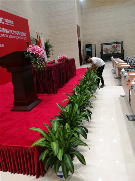 矮牽牛冬天怎么養？注意這5個養護細節，就能安全越冬！