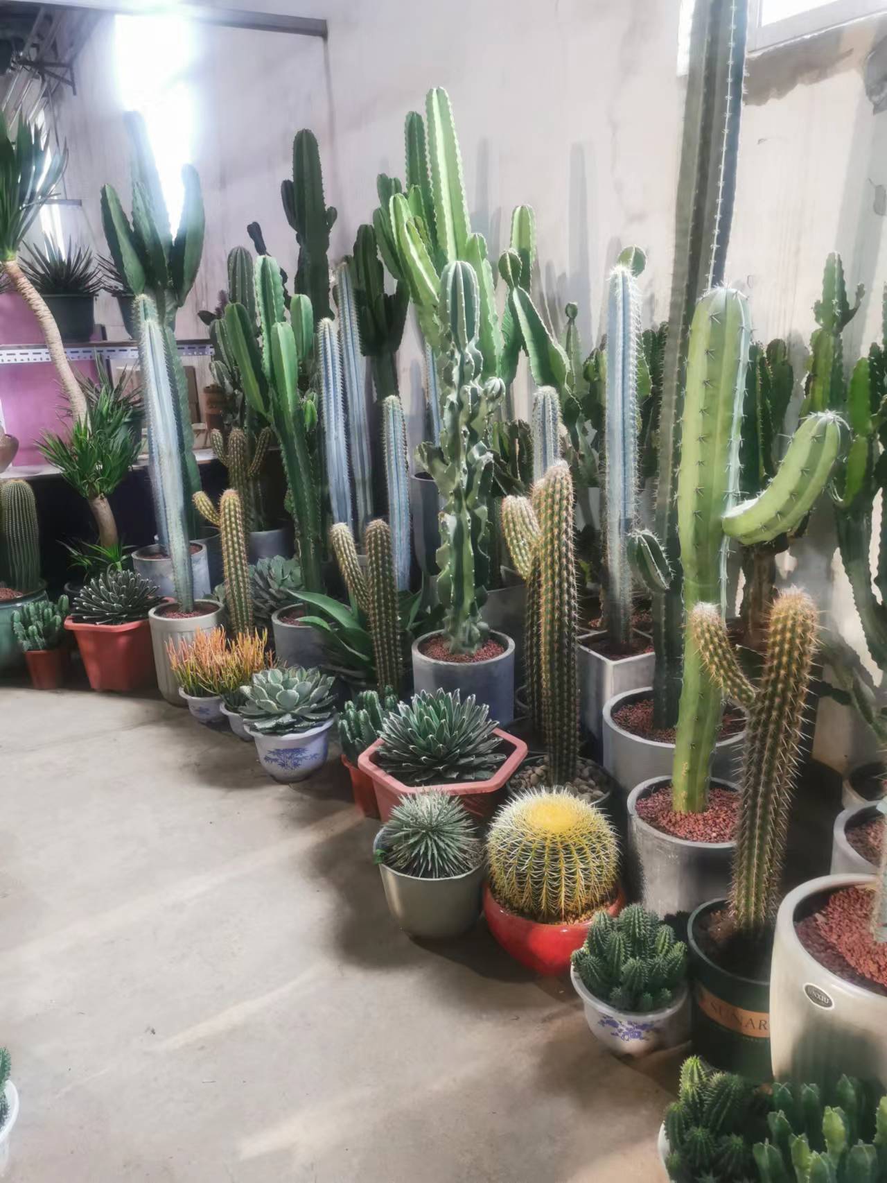 北京花卉公司沙漠玫瑰的養護方法