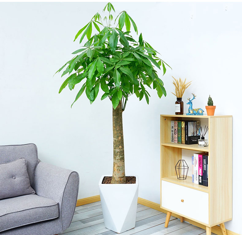 發(fā)財(cái)樹