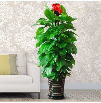 北京西城區辦公室綠植租擺公司寫字樓花卉租擺